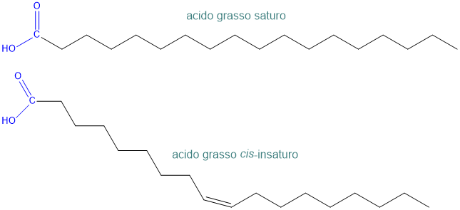 acidi grassi