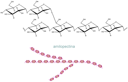 amilopectina