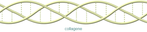collagene