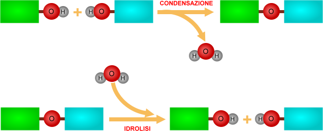 condensazione e idrolisi