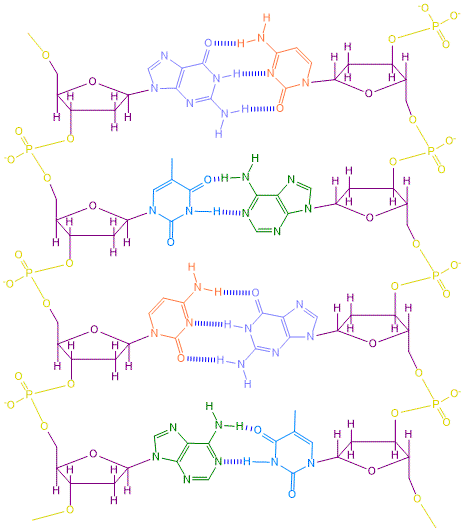 struttura del DNA