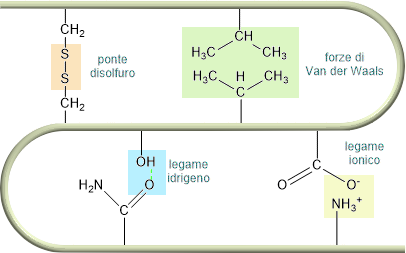 interazioni nella proteina