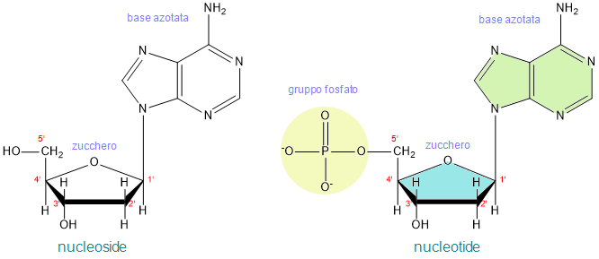 nucleotide