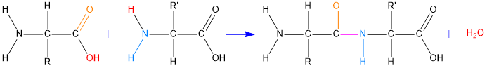 legame peptidico