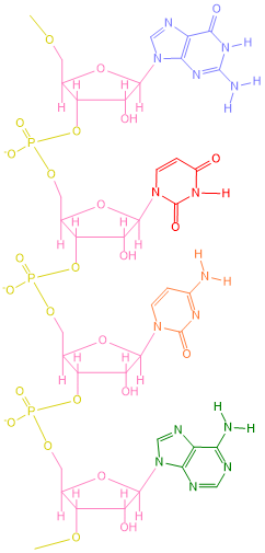 RNA