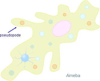 ameba