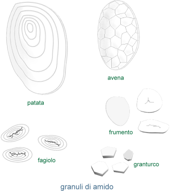 granuli di amido