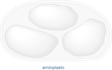 amiloplasto