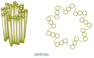 centriolo