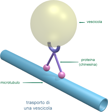 chinesina che trasporta una vescicola