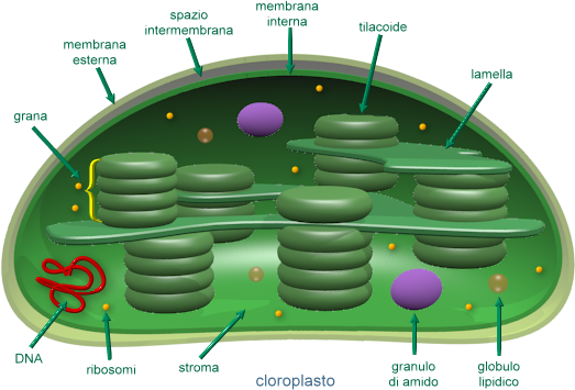 cloroplasto
