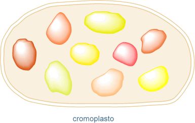 cromoplasto