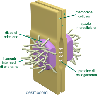 desmosomi