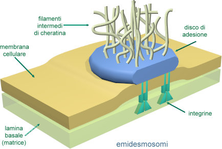 emidesmosomi