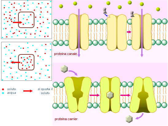 diffusione facilitata