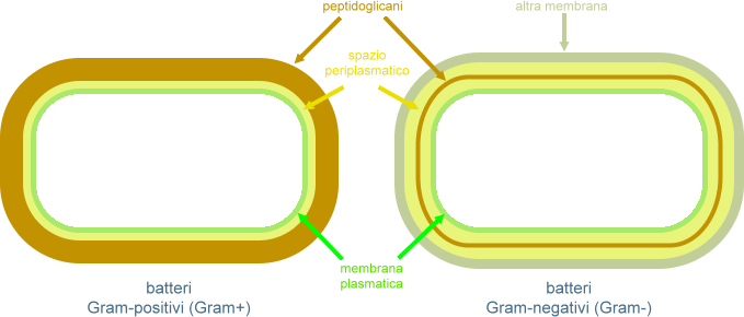 parete dei Gram+ -