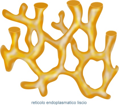 reticolo endoplasmatico liscio