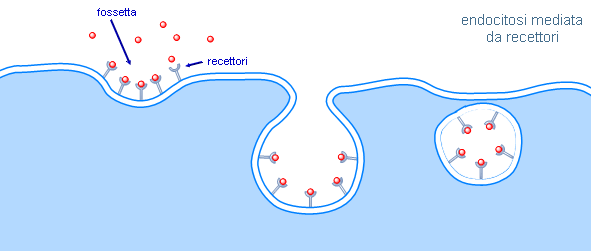endocitosi mediata da recettori