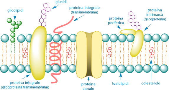 struttura della membrana plasmatica