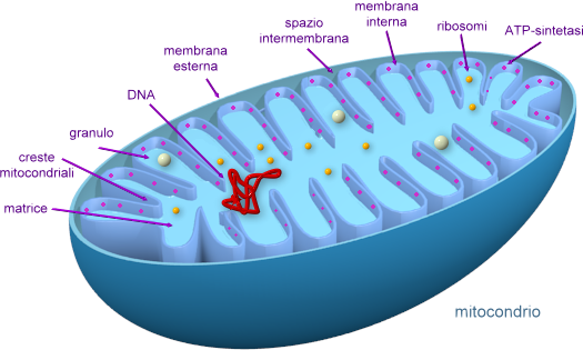 mitocondrio