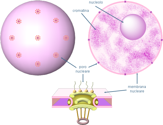 nucleo