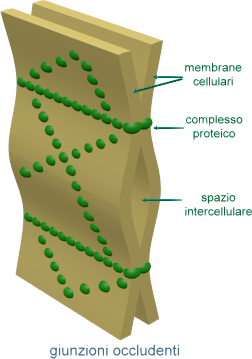 giunzioni occludenti