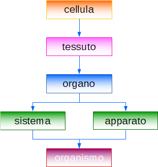 livelli dell'organismo