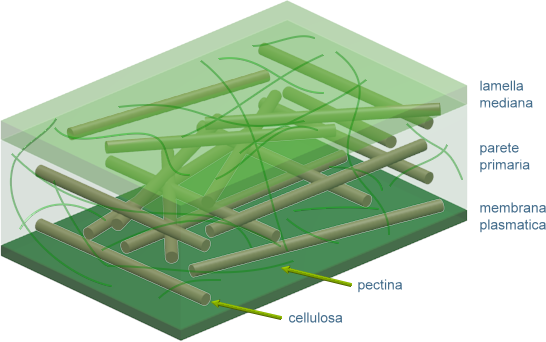 composizione della parete