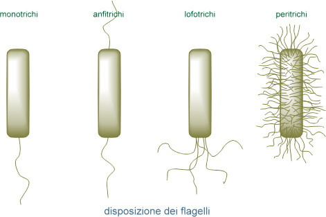 disposizione dei flagelli
