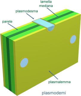 plasmodesmi