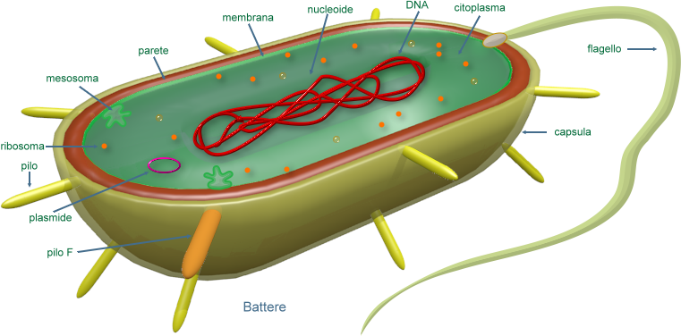 cellula procariote
