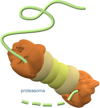 proteasoma