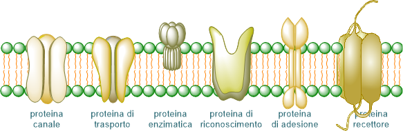proteinedi membrana