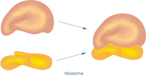 ribosoma