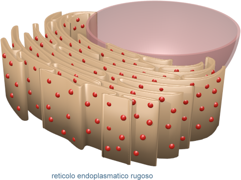 reticolo endoplasmatico rugoso