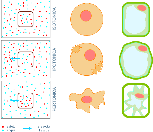 cellule in soluzioni diverse