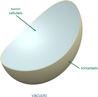 vacuolo centrale