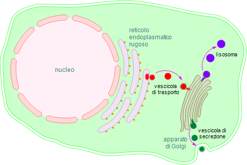 percorso delle vescicole