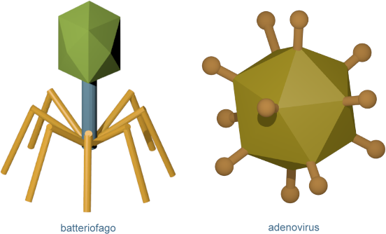 batteriofago e adenovirus
