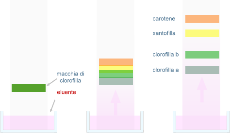 clorofilla.png