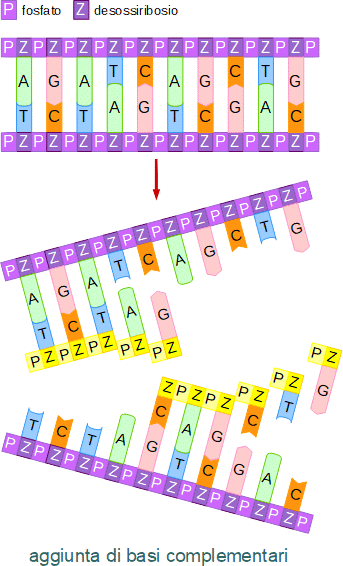aggiunta di nucleotidi