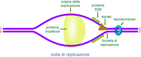 bolla di replicazione