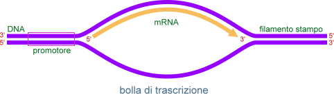 bolla di trascrizione
