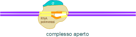 complesso aperto