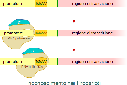 complesso nei procarioti