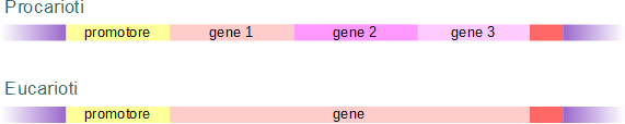 differenza del gene tra procarioti e eucarioti