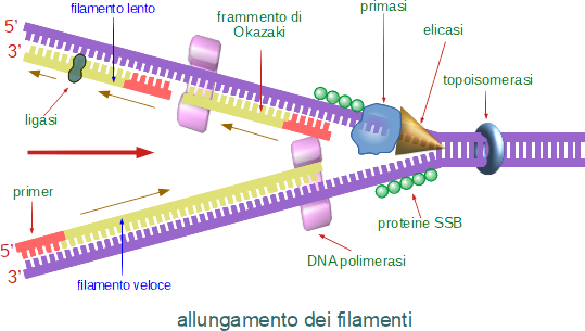 fasi di duplicazione