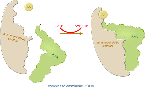 formazione del complesso complesso amminoacil-tRNA