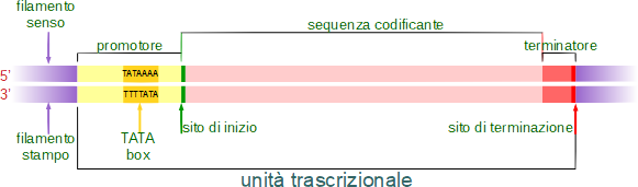 struttura del gene