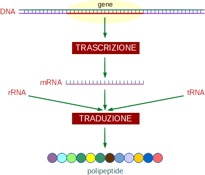 schema di trascrizione e traduzione